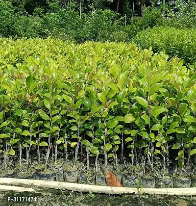 Fast Growing Ber Apple Tree-thumb4