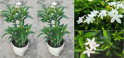 Live Jasmine Plant - Beautiful and Aromatic-thumb1