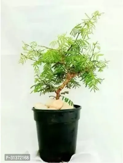 Elegant Shami Plant for Indoor Beauty-thumb0