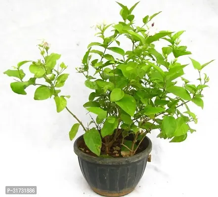 Jasmine Plant with Long-Lasting Blooms-thumb0