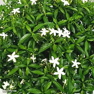 Live Jasmine Plant - Beautiful and Fragrant-thumb0