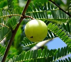 Thriving Amla Plant - Lush and Green-thumb1