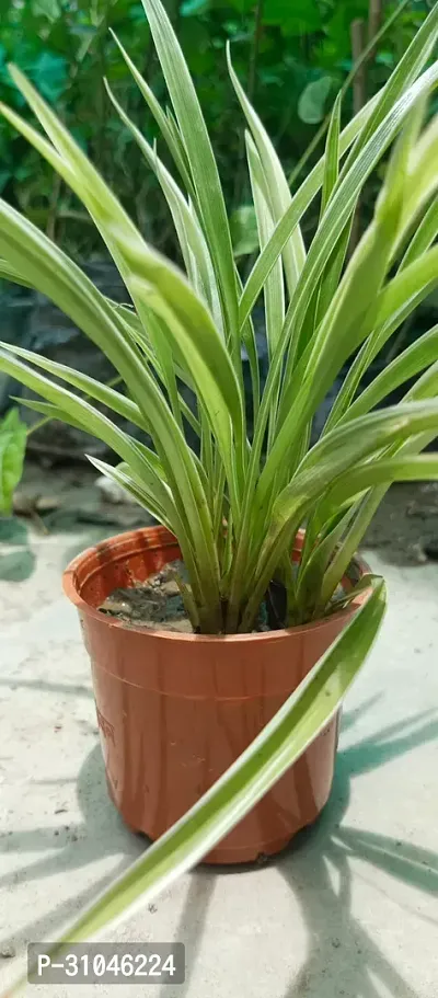 Healthy Spider Plant - Beautiful Indoor Decor-thumb3