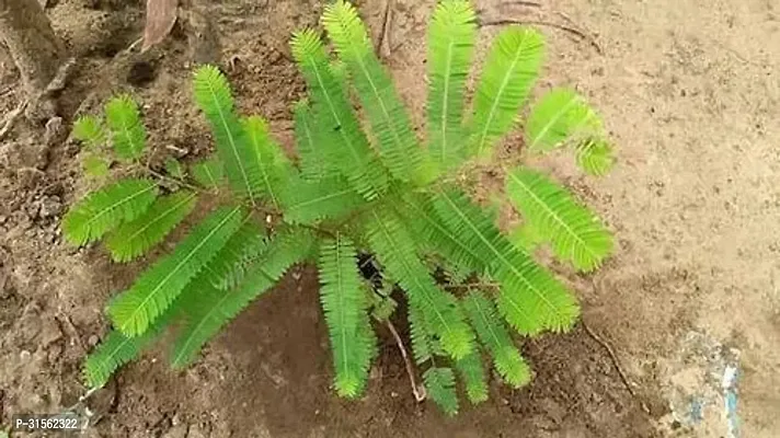 High-Yielding Amla Sapling - Abundant Harvest