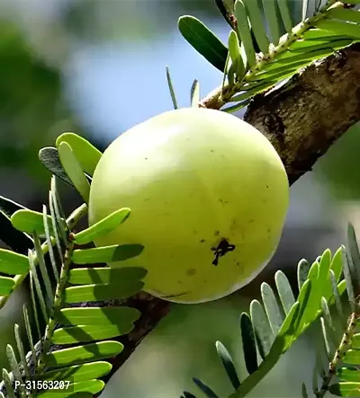 Thriving Amla Plant - Lush and Green-thumb0