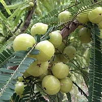 Indoor Amla Plant - Decorative and Nutritious-thumb1