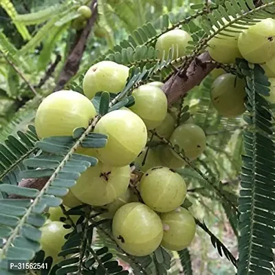 Indoor Amla Plant - Decorative and Nutritious-thumb2