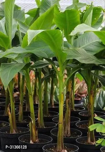 Rare Variegated Banana Plant - Unique and Colorful-thumb0