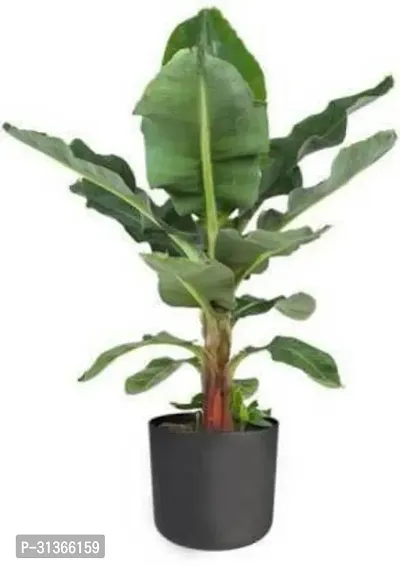 Live Edible Musa Banana Plant - Ideal for Home Gardens-thumb0