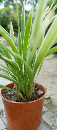 Spider Plant with Pot - Low Maintenance Indoor Greenery-thumb1