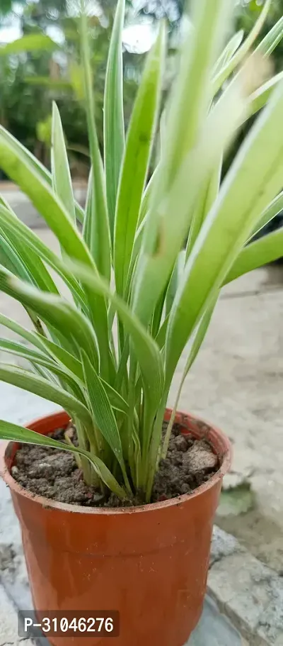 Spider Plant with Pot - Low Maintenance Indoor Greenery-thumb2