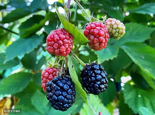 Hardy Ber Apple Tree - Disease Resistant