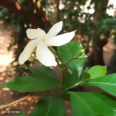 Live Jasmine Plant - Beautiful and Aromatic-thumb0