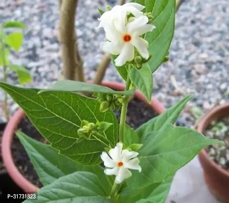 Live Jasmine Plant - Adds Beauty and Freshness-thumb0