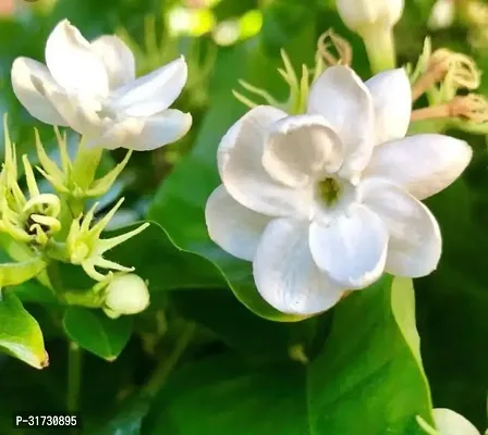 Jasmine Plant with White Flowers - Great for Aromatherapy-thumb0