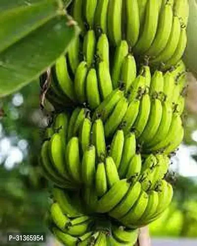 Premium Musa Basjoo Banana Tree - Cold Hardy Variety-thumb0