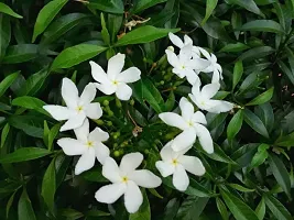 Jasmine Plant for Garden - Beautiful and Fragrant Blooms-thumb1