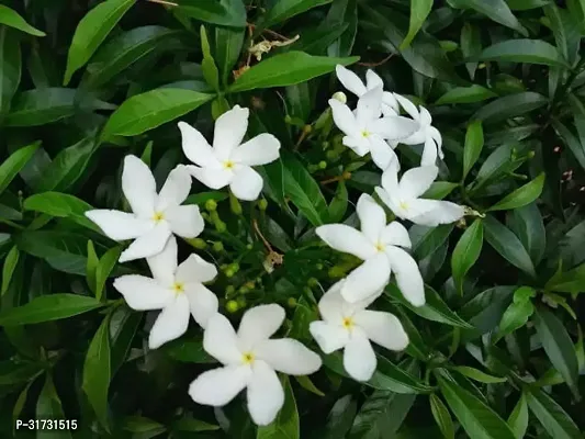 Jasmine Plant for Garden - Beautiful and Fragrant Blooms-thumb2