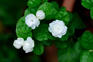 Indoor Jasmine Plant - Perfect for Window Sills and Desks-thumb1