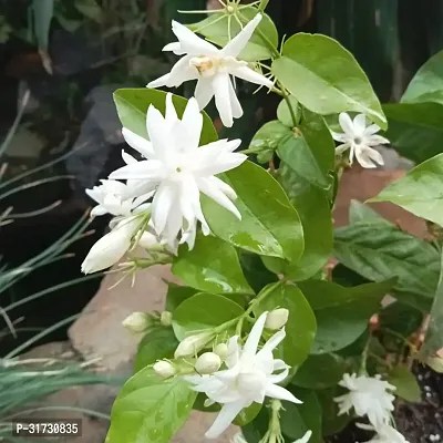 Potted Jasmine Plant for Easy Care-thumb0