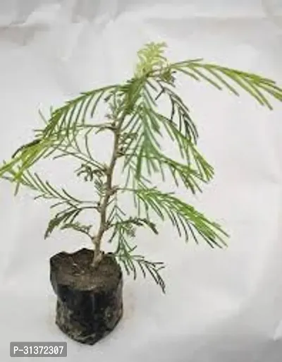 Prosopis Cineraria with Ceramic Pot-thumb5