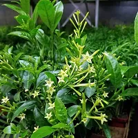 Healthy Jasmine Plant - Perfect for Any Room-thumb3