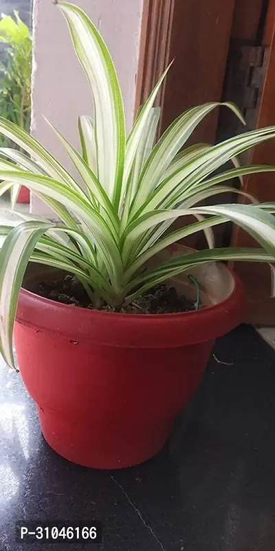 Spider Plant - Natural Air Purifier for Indoors