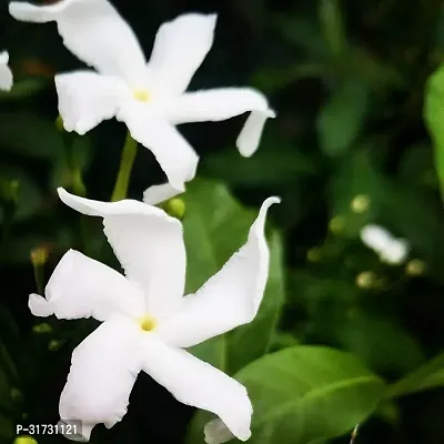 Fragrant Jasmine Plant - Ideal for Home and Office Decor-thumb0