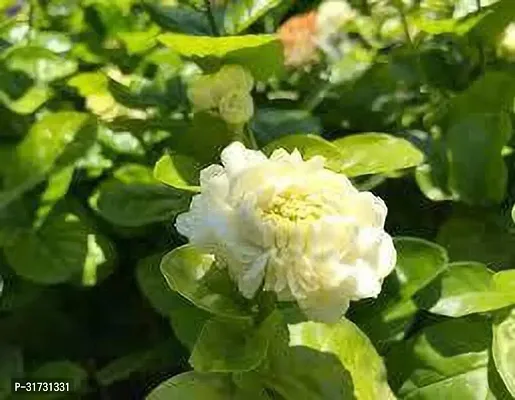 Outdoor Jasmine Plant - Perfect for Patios and Gardens-thumb0