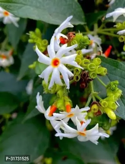 Jasmine Plant for Home - Beautiful Blooms and Fragrant Aroma-thumb0