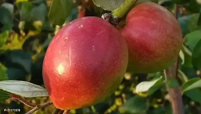 Ber Apple Tree - Ideal for Home Gardens-thumb0