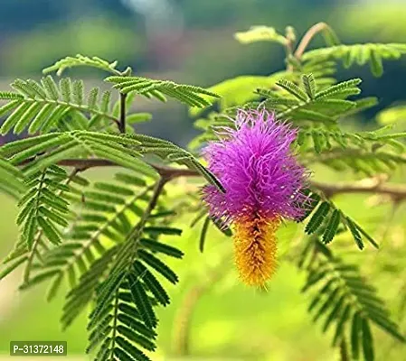 Shami Plant in a Sleek Container-thumb0