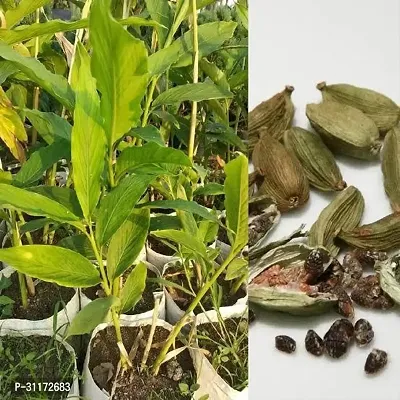 Cardamom Plant - Fresh and Aromatic Live Herb-thumb0