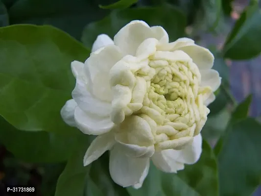 White Jasmine Plant with Sweet Fragrance-thumb2