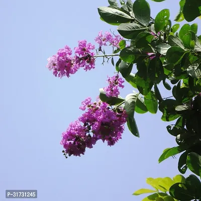 Premium Jasmine Plant with Flowers-thumb0