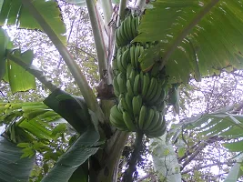 Fresh Live Musa Banana Plant - Easy to Grow-thumb1