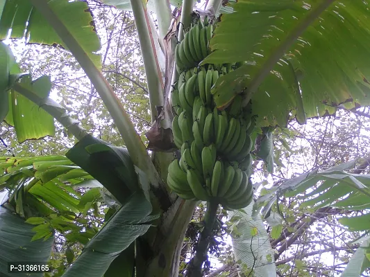 Fresh Live Musa Banana Plant - Easy to Grow-thumb2