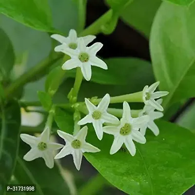 Live Jasmine Plant - Beautiful and Aromatic-thumb0