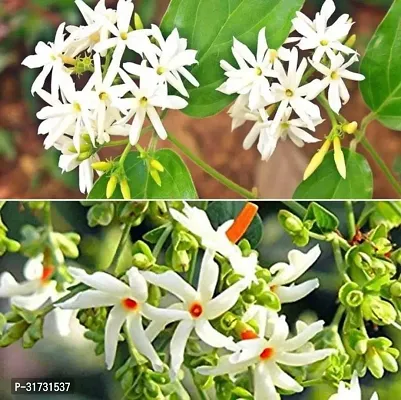 Jasmine Plant - Beautiful Blooms and Fresh Aroma-thumb0