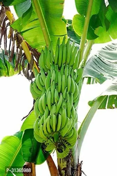 Organic Musa Banana Plant - Perfect for Backyard Gardens-thumb0