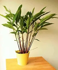 Elaichi Plant - Perfect for Indoor/Outdoor Gardens-thumb2