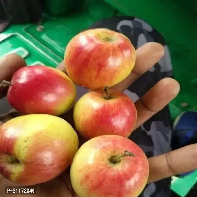 Ber Apple Tree - Fresh Homegrown Fruit-thumb0