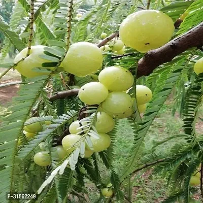 Low-Maintenance Amla Plant - Easy Growing-thumb0