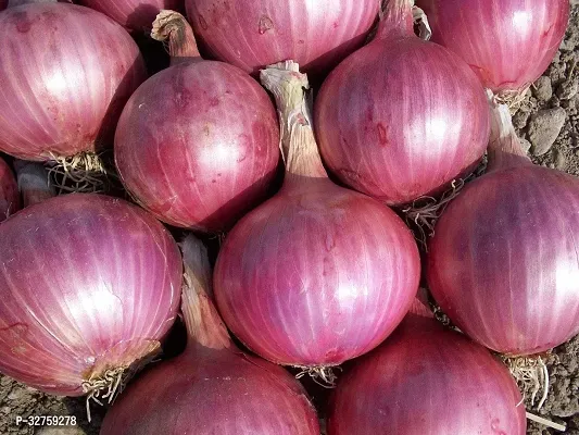 LiveNature Red Onion N 53 | Pyaaj Vegetable Seeds Pack Of 100 Seeds