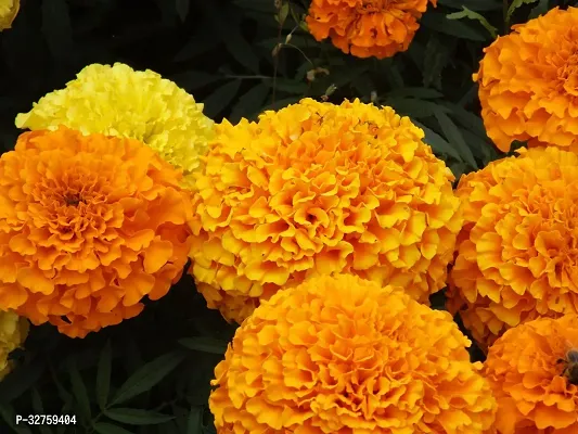 LiveNature Marigold Mix Color Flower Seeds For Home Garden  Terrace-50 Seeds