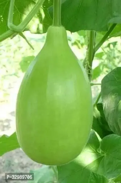 LiveNature Lattu Bottle Gourd Seeds | Round Bottle Gourd Seeds | Lattu Giya/Bottle Gourd Bulb Seeds | Vegetable Seeds-100 Seeds