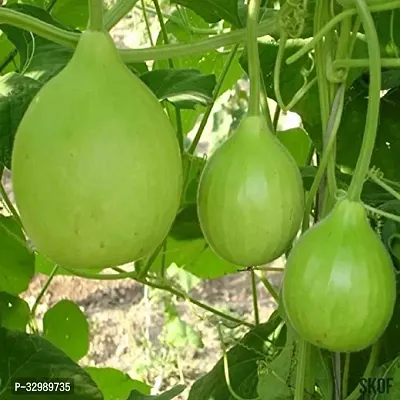 LiveNature Round Bottle Gourd /Lattu Bottle Gourd Vegetable Seeds For Home Garden-100 Seeds-thumb0