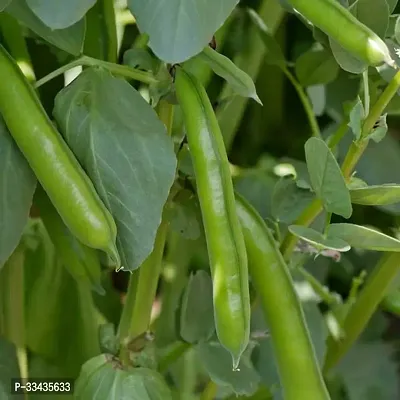 Live Nature Bakla Beans 50 Seeds