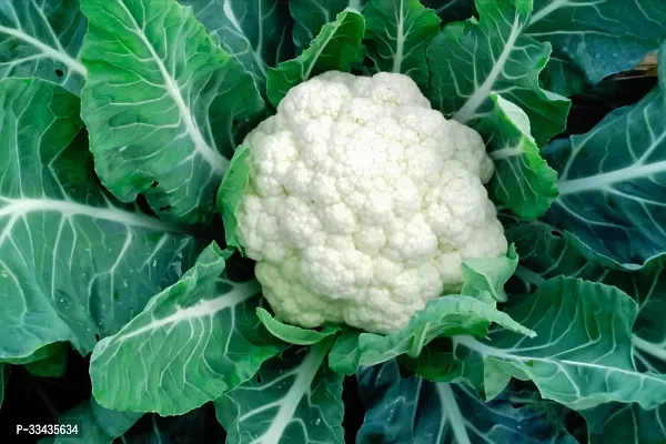 Live Nature Cauliflower100 Seeds