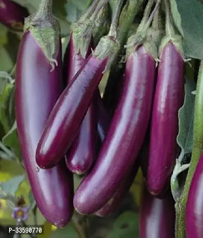 LiveNature Brinjal/Long Baigan Vegetable Seeds - 200 Seeds-thumb0